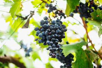ripe delicious grapes growing in the garden