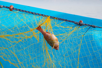 Fish net