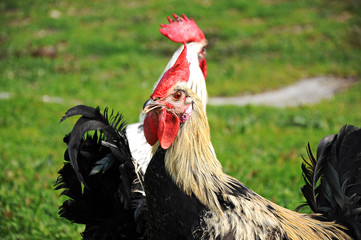 Denizli Rooster from Turkey