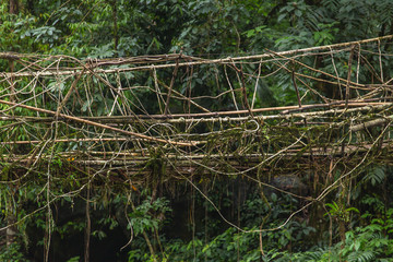 Fototapeta na wymiar Living roots bridge near Nongriat village, Cherrapunjee, Meghalaya, India. This bridge is formed by training tree roots over years to knit together.