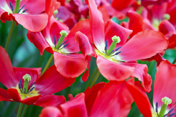 Red tulips in the spring garden. Easter background.