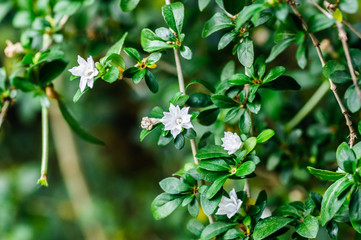 A jasmine bush in full springtime blossom. White flowers