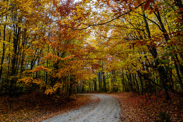 Fall road in forest of Pictured Rocks National Lakeshore Munising. Trees tunnel.