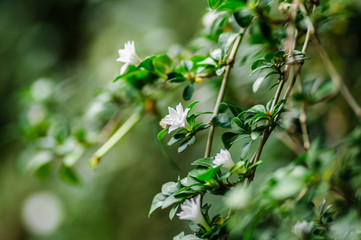Fototapeta na wymiar A jasmine bush in full springtime blossom. White flowers