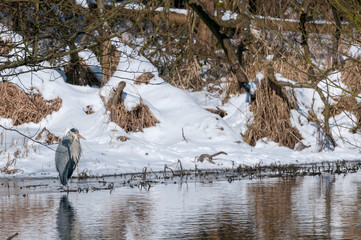 Graureiher im Winter bei Schnee auf Nahrungssuche