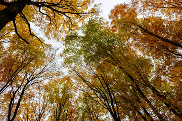 Autumn forest in Pictured Rocks, Munising, USA. View of treetops