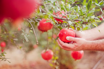Male hand harvest a pomegranate fruit out of its tree in the garden. Sunset light. soft selective focus, space for text.
