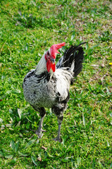Denizli Rooster from Turkey