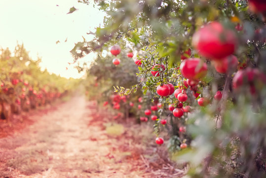 Blurred alley in the garden with ripe pomegranate fruits hanging on a tree branches. Harvest concept. Sunset light. soft selective focus, space for text.