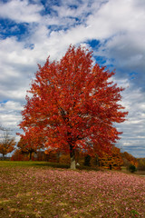 Autumn, fall landscape. Tree with colorful leaves. Red fall tree.