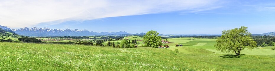 frische Frühlingswiesen am Alpenrand nahe Trauchgau