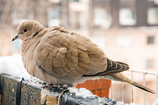 turtledove poses on the snow