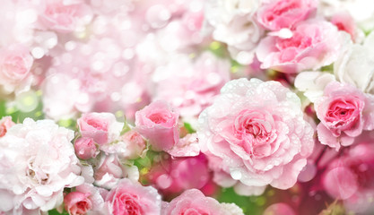 Obraz na płótnie Canvas Blossoming roses flowers background.