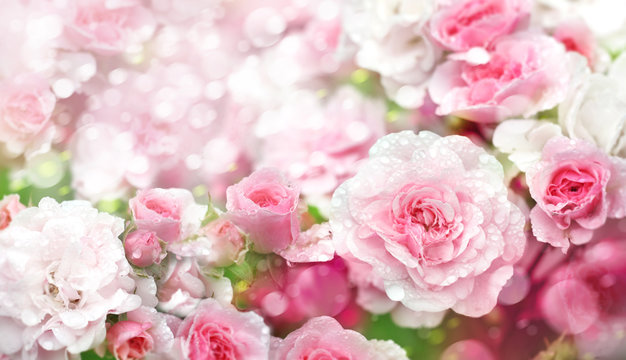 Blossoming roses flowers  background.