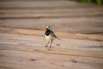 bird
