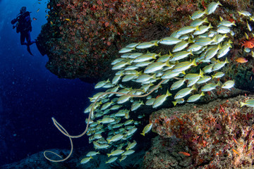 scuba diver silhouette and school of yellow Snapper Lutjanidae while diving maldives
