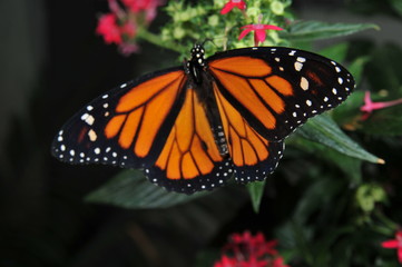 papillons