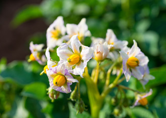Potato blossoms on plants in rural Prince Edward Island, Canada.