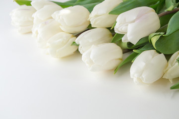white tulips lie on a light background