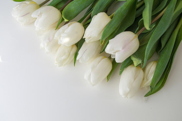 white tulips lie on  light background. Delicate spring bouquet