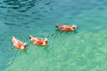 Three ducks floating in turquoise water