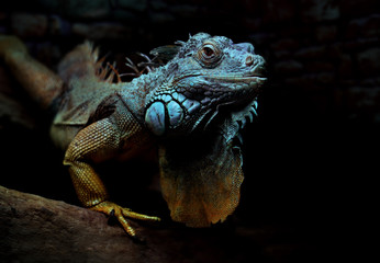 Iguana sitting on branch on dark background. World Animal Day