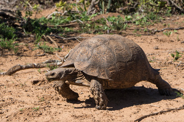 Obraz premium Tortoise