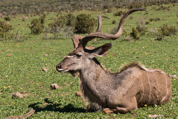 Sitting Kudu