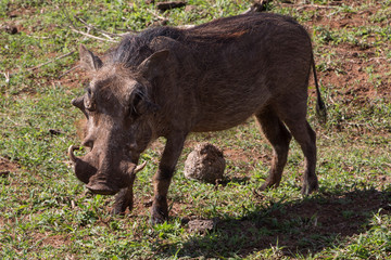 Warthog