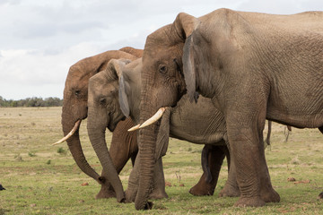 Obraz premium Three Elephants
