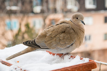 Naklejka premium turtledove poses on the snow
