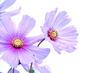 Cosmos flowers in white color background 