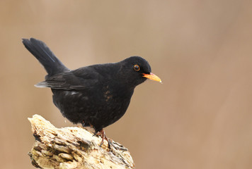 Blackbird (Turdus merula)