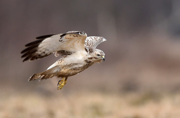 Common buzzard (Buteo buteo)