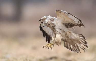Common buzzard (Buteo buteo)