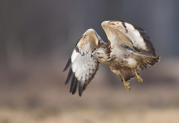 Common buzzard (Buteo buteo)