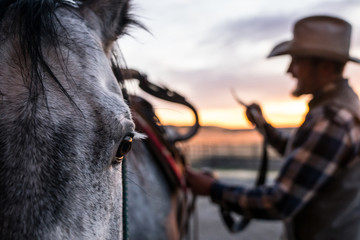 Cowboy saddling horse