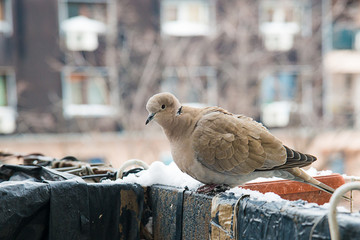 Naklejka premium turtledove poses on the snow