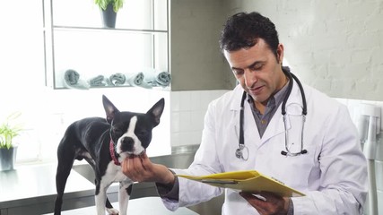 Handsome mature male professional vet examining medical documents working at his clinic petting adorable Boston Terrier dog while checking papers working at his clinic pet care medicine work.