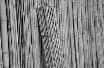 Bamboo  being used for building materials, as a food source, and as a versatile raw product. Bamboo has a higher specific compressive strength than wood, brick, or concrete a specific tensile streel. - obrazy, fototapety, plakaty