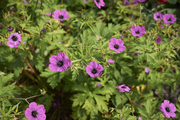 Geranium psilostemon
