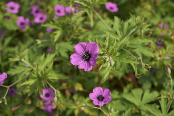 Geranium psilostemon