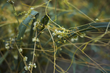 Cuscuta campestris