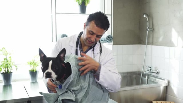Happy mature male professional vet smiling drying adorable puppy with a towel after washing it care pets animals grooming profession occupation family friendly specialist helpful.