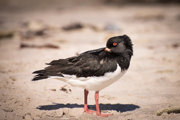 Austernfischer am Strand 