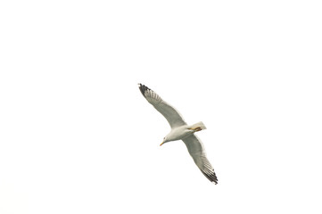 Gabbiano in volo nel golfo di Trieste, Italia