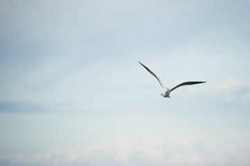 Gabbiano in volo nel golfo di Trieste, Italia