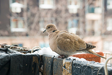 Naklejka premium turtledove poses on the snow
