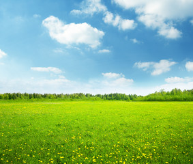 field of spring flowers and perfect sky