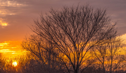 Fototapeta premium Tree at sunset.